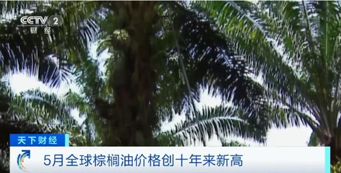 可可价格飙升 从巧克力到化妆品的供应链震荡